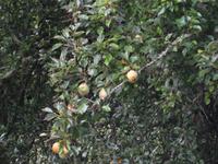 Birnenbaum an der Levada da Serra do Faial
