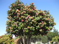 Kamelienbaum in Camacha