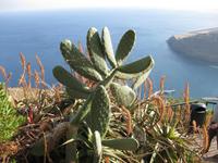 Auf dem Pico do Facho