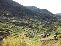 Auf der Levada-Wanderung - Terrassenfelder