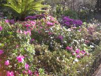 Azaleen im Botanischen Garten von Funchal