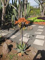 Sukulenten im Botanischen Garten von Funchal