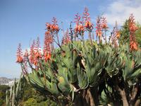 Im Botanischen Garten von Funchal