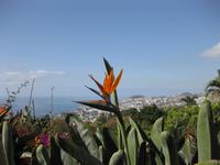 Strelicie im Botanischen Garten von Funchal
