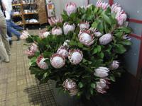 In der Markthalle von Funchal - Proteen