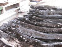 Der schwarze Degenfisch