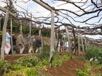 Besuch eines Weingutes in der Nähe von Camara de Lobos