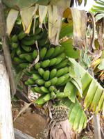 Hier gibt es auch eine Bananenplantage