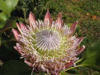 Königsprotea in Blandy's Garten