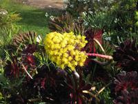 ... in Blandy's Garten