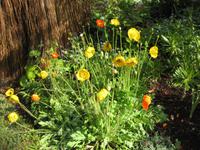 Mohnblumen in Blandy's Garten