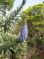 Natternkopfblume in Blandy's Garten