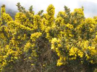 Ginster auf der Hochebene Paul da Serra