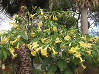 Trompetenbaum in Esmeraldas Kräutergarten