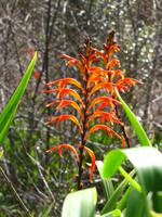Montbretien am Wegesrand