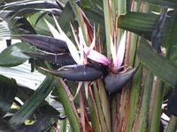 Blüte einer Königsstrelizie