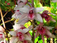 In den Palheiro Gardens