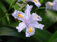 In den Palheiro Gardens