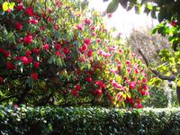 Riesen-Rhododendron in den Palheiro Gardens