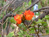 Blüten des Tulpenbaums