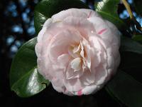 Kamelien säumen den Wegesrand im Palheiro Garden