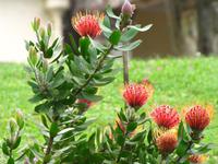 Nadelkissen-Protea im Palheiro Garden