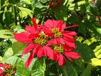 Weihnachtsstern im Vorgarten eines Wohnhauses