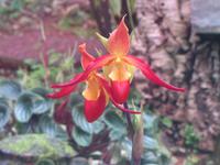 Frauenschuh im Orchideengarten