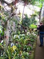 Im Orchideengarten
