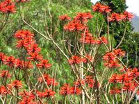 Korallenbaum im Santa Catarina Park