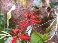 Korallenbaum im Garten von Esmeralda