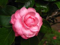 Kamelien säumen den Wegesrand im Palheiro Garden