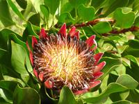 Protea