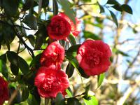 Kamelien säumen den Wegesrand