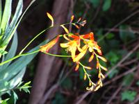 Montbretien am Wegesrand