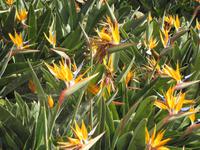 Strelizienfeld im Botanischen Garten