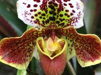 Frauenschuh im Orchideengarten