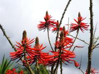 Korallenbaum im Garten von Esmeralda