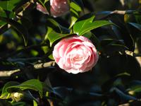 Hellrosa Kamelia im Palheiro Garden