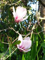 Die Magnolien blühen schon!