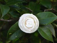 Weiße Kamelie in Palheiro Garden