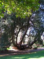 Montbretien im Palheiro Garden