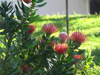 Nadelkissen-Protea im Palheiro Garden