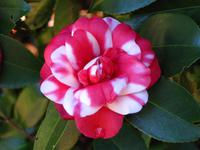 Zweifarbige Kamelie im Palheiro Garden