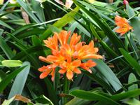 Clivia im Botanischen Garten
