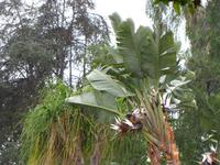 Königsstrelizie im Santa Catarina Park