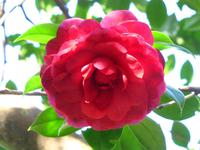 Kamelien säumen den Wegesrand im Palheiro Garden