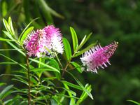 Im Botanischen Garten