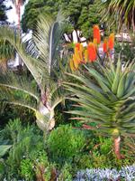 Blühende Agaven im hoteleigenen botanischen Garten