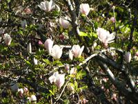 Die Magnolien blühen schon!